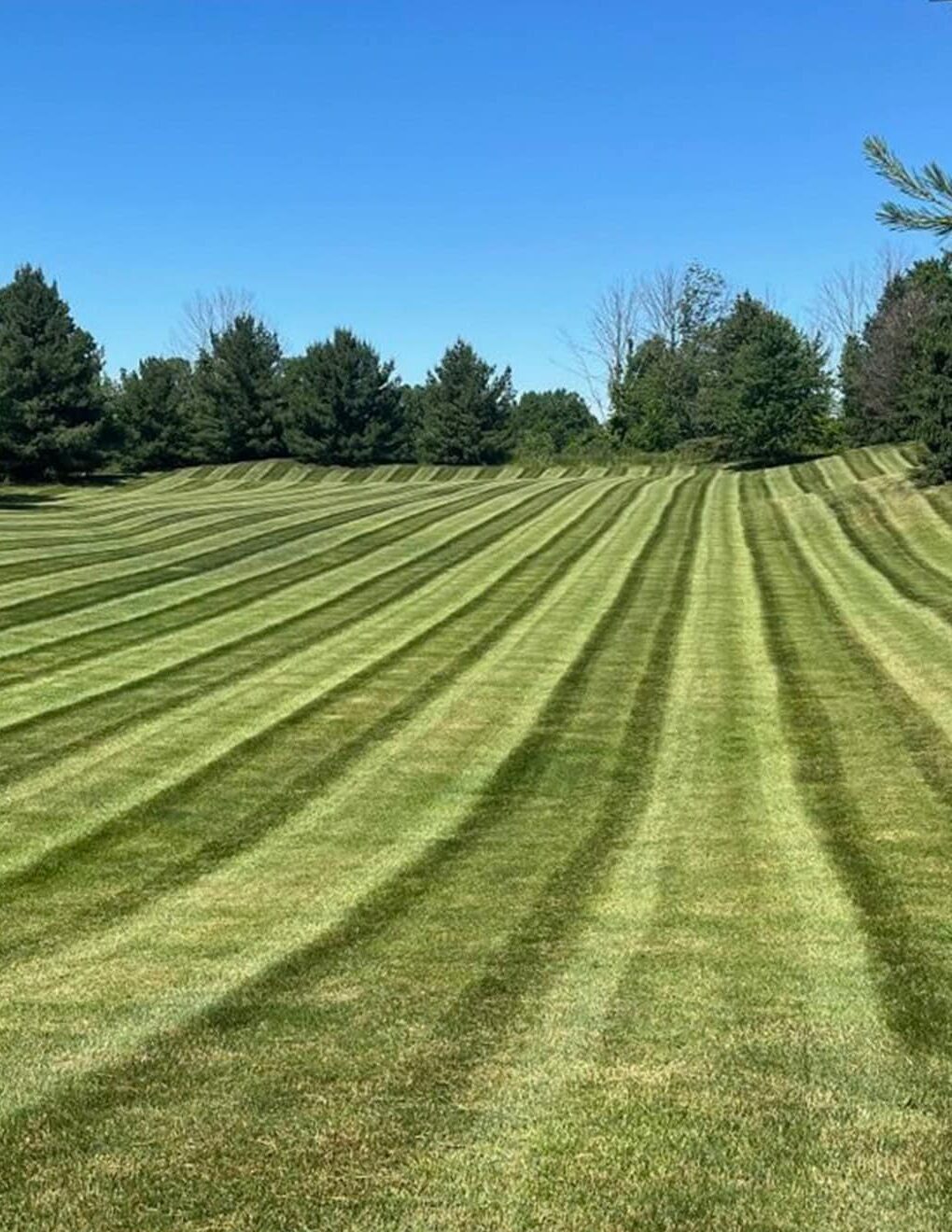 Lawn manicured with lawnmower stripes. Coniferous trees in the background along the edge of the lawn. Blue sky.